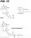 Fig. 16 - Macrocyclic toll-like receptor 7 (TLR7) agonists