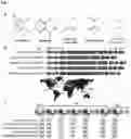 Fig. 02 - BACTERIAL SIDEROPHORE GRAMIBACTIN