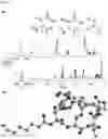 Fig. 04 - BACTERIAL SIDEROPHORE GRAMIBACTIN