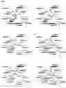 Fig. 08 - BACTERIAL SIDEROPHORE GRAMIBACTIN