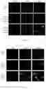 Fig. 02 - Transdermal peptide with nuclear localization ability and use thereof