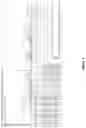 Fig. 04 - PEPTIDES