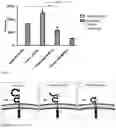 Fig. 08 - Modulation of SLAMF6 splice variants for cancer therapy