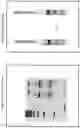 Fig. 09 - METHODS AND COMPOSITIONS FOR MODIFICATION OF A HLA LOCUS
