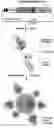 Fig. 01 - NOVEL ANTICANCER FUSION PROTEIN AND USE THEREOF