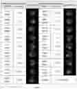 Fig. 02 - NOVEL ANTICANCER FUSION PROTEIN AND USE THEREOF