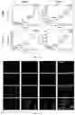 Fig. 22 - NOVEL ANTICANCER FUSION PROTEIN AND USE THEREOF