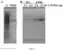 Fig. 08 - RAPID AND SIMPLE PURIFICATION OF ELASTIN-LIKE POLYPEPTIDES DIRECTLY FROM WHOLE CELLS AND CELL LYSATES BY ORGANIC SOLVENT EXTRACTION