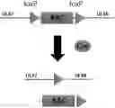 Fig. 01 - Recombinant herpes simplex virus having expression cassette expressing fused protein of cancer cell-targeting domain and extracellular domain of HVEM and use thereof