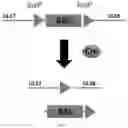 Fig. 02 - Recombinant herpes simplex virus having expression cassette expressing fused protein of cancer cell-targeting domain and extracellular domain of HVEM and use thereof
