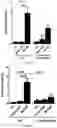 Fig. 05 - Methods for preventing ischemia reperfusion injury in an organ with antibody antagonists of IL-33