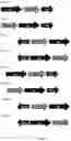 Fig. 02 - EXPRESSION VECTOR ORGANIZATION, NOVEL PRODUCTION CELL GENERATION METHODS AND THEIR USE FOR THE RECOMBINANT PRODUCTION OF POLYPEPTIDES
