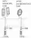 Fig. 01 - IMMUNE CELLS EXPRESSING A CHIMERIC ANTIGEN RECEPTOR