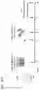 Fig. 34 - IMMUNE CELLS EXPRESSING A CHIMERIC ANTIGEN RECEPTOR