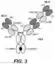 Fig. 07 - ANTIBODIES BINDING TO GPRC5D