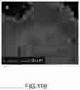 Fig. 19 - Cardiosphere-derived cell sheet and methods of making and using the same