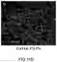 Fig. 21 - Cardiosphere-derived cell sheet and methods of making and using the same