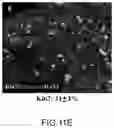 Fig. 22 - Cardiosphere-derived cell sheet and methods of making and using the same