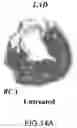 Fig. 27 - Cardiosphere-derived cell sheet and methods of making and using the same