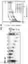 Fig. 06 - Interferon production using short RNA duplexes