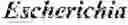 Fig. 07 - ACETYL-COA PRODUCING ENZYMES IN YEAST