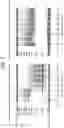 Fig. 08 - Random amplification methods for extremely low input nucleic acids