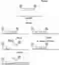 Fig. 01 - Promer for Real-Time Detection of Nucleic Acid or Protein and Method of detecting Nucleic Acid or Protein Using the Same