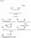 Fig. 02 - Promer for Real-Time Detection of Nucleic Acid or Protein and Method of detecting Nucleic Acid or Protein Using the Same