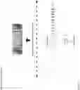 Fig. 07 - Duration informed attention network (DURIAN) for audio-visual synthesis