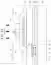 Fig. 15 - Organic light emitting diode display device including etch stop layer