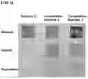Fig. 02 - Cosmetic composition for makeup removal comprising water-soluble surfactant and oil-soluble surfactant
