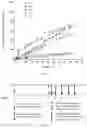Fig. 02 - Intramuscular depot of decoquinate compositions and method of prophylaxis and treatment thereof