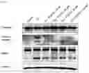 Fig. 06 - Composition for Protecting Cornea