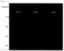 Fig. 09 - Composition for Protecting Cornea