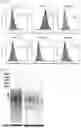 Fig. 08 - Antioxidant composition comprising extract or fraction thereof as active ingredient
