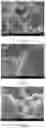 Fig. 03 - Paint based on graphene nano container and self-repairing coating as well as preparation method and application thereof