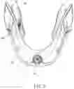 Fig. 04 - Neck collar
