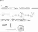 Fig. 02 - CLICK-MODIFIED MRNA