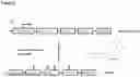 Fig. 03 - CLICK-MODIFIED MRNA