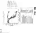 Fig. 23 - CONJUGATED COMPOUNDS COMPRISING CYSTEINE-ENGINEERED ANTIBODIES