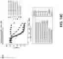 Fig. 25 - CONJUGATED COMPOUNDS COMPRISING CYSTEINE-ENGINEERED ANTIBODIES