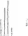 Fig. 24 - Recombinant polynucleotide sequence for producing astaxanthin and uses thereof