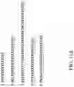 Fig. 25 - Recombinant polynucleotide sequence for producing astaxanthin and uses thereof