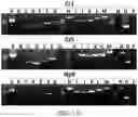 Fig. 29 - Recombinant polynucleotide sequence for producing astaxanthin and uses thereof