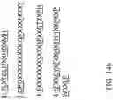 Fig. 31 - Recombinant polynucleotide sequence for producing astaxanthin and uses thereof