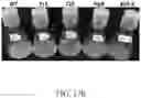 Fig. 38 - Recombinant polynucleotide sequence for producing astaxanthin and uses thereof