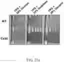 Fig. 48 - Recombinant polynucleotide sequence for producing astaxanthin and uses thereof
