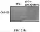 Fig. 49 - Recombinant polynucleotide sequence for producing astaxanthin and uses thereof