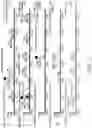 Fig. 50 - Recombinant polynucleotide sequence for producing astaxanthin and uses thereof