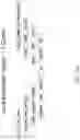 Fig. 53 - Recombinant polynucleotide sequence for producing astaxanthin and uses thereof